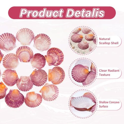 Natural Seashells for Crafts - Red Scallop Shells 1.5-2.4 Inches, 50 Pack
