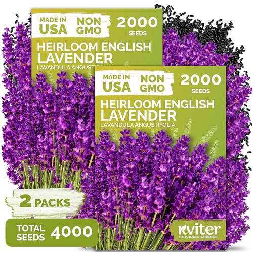 English Lavender Seeds Heirloom 2 Pack - Fragrant Herb for Garden & Aromatherapy