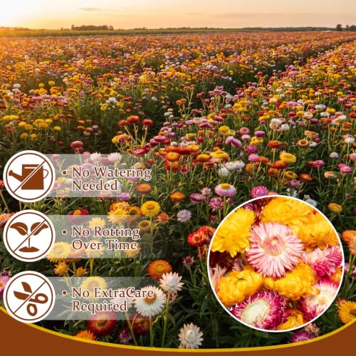 40 Pcs Natural Dried Daisy Flower Bouquet with 11.5" Stems - Pink