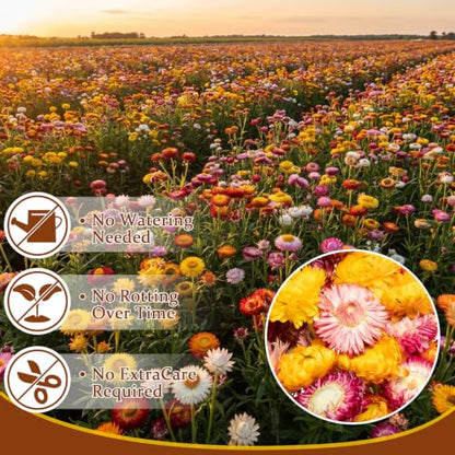 40 Pcs Natural Dried Daisy Flower Bouquet with 11.5" Stems - Pink