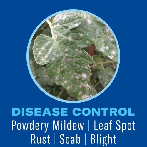 BioAdvanced Houseplant Insect & Mite Control - 24 oz Ready-to-Use Spray for Fungus Gnats & Fungal Diseases