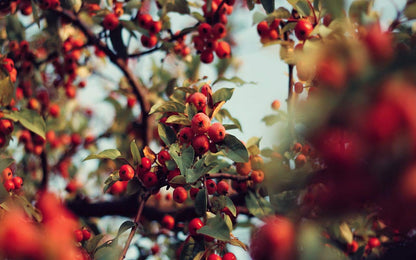 Whole Rosehips | Wild Harvest from Eastern Europe