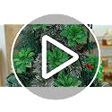 Black Poinsettia Artificial Flowers & Velvet Bows - Festive Xmas Decor - Blackbows