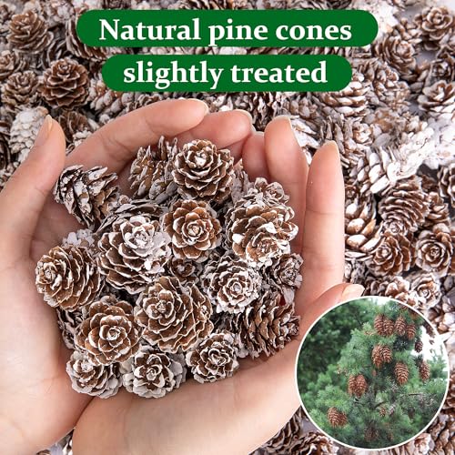Snow 700 Pcs Christmas Natural Mini Pine Cones - Small Xmas Snow Pinecones Decor