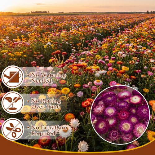 40 Pcs Natural Dried Daisy Flower Bouquet with 11.5 Inch Stem - Dark Red Variation