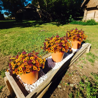 Artificial Fall Mums Flowers - 9 Bundles in Orange, Red, Yellow, Brown - Outdoor Decor