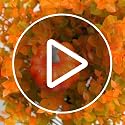 Artificial Fall Pumpkin Topiary Stakes 22-Inch Outdoor Yard Decor Set of 2