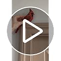 Wooden Bird Door Topper - Cardinal Bird Shape Corner Decor