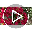 15-Inch Artificial Geranium Flower in Pot - Fall Decor, Orange