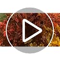Artificial Fall Flowers Bundle for Outdoor Decor - Wine Orange, 19 Bundles