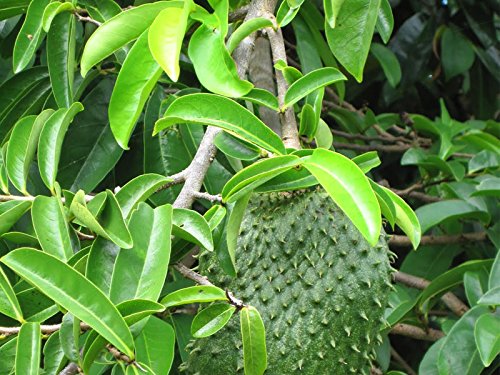 Lakpura Dehydrated Soursop (Guanabana, Graviola, Guyabano) 900 Leaves (± 225g, ± 8oz)