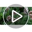 Snow 700 Pcs Christmas Natural Mini Pine Cones - Small Xmas Snow Pinecones Decor