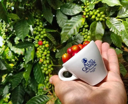 Alto Grande Super Premium Capsules for Nespresso Machines, 100 Percent Arabica Coffee From Puerto Rico (Espresso, 144 Count)