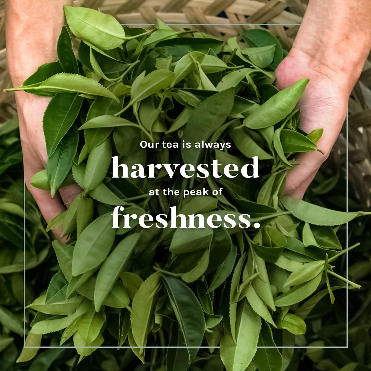 Uncle Lee's Organic Green Tea Bags, 106-Count Super Pack – Bright & Refreshing, Lightly Caffeinated Bulk Tea for Home, Office, Camping