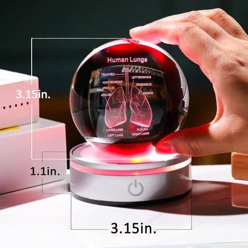 Enjinkail 3D Human Lung Model - Laser Etched Glass Anatomical Figurine | Doctor Gifts with LED Base
