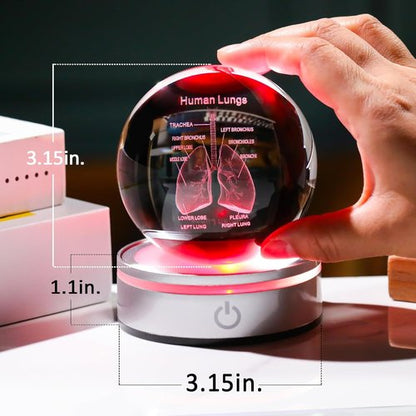 Enjinkail 3D Human Lung Model - Laser Etched Glass Anatomical Figurine | Doctor Gifts with LED Base