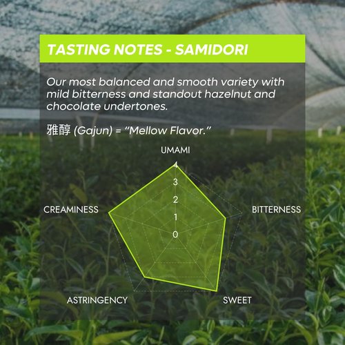 Chazoku Samidori Matcha Green Tea Powder - Ceremonial Grade, First Harvest - 35g Tin | Authentic Japanese Tea