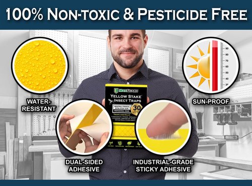 MAXGUARD Yellow Sticky Insect Traps (30 Pack) - Effectively Catch and Kill Gnats, Mosquitos & More