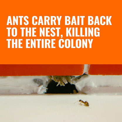 TERRO Ant Killer Bait Stations T300B - Liquid Bait for Effective Indoor Ant Control - 12 Count