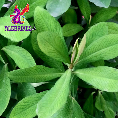 Alebrixes | Moronel Herbal Tea (4oz)| Premium Quality Moronel Herbal Tea | Te Planta de la Vida - Synadenium Grantii | Wildcrafted.