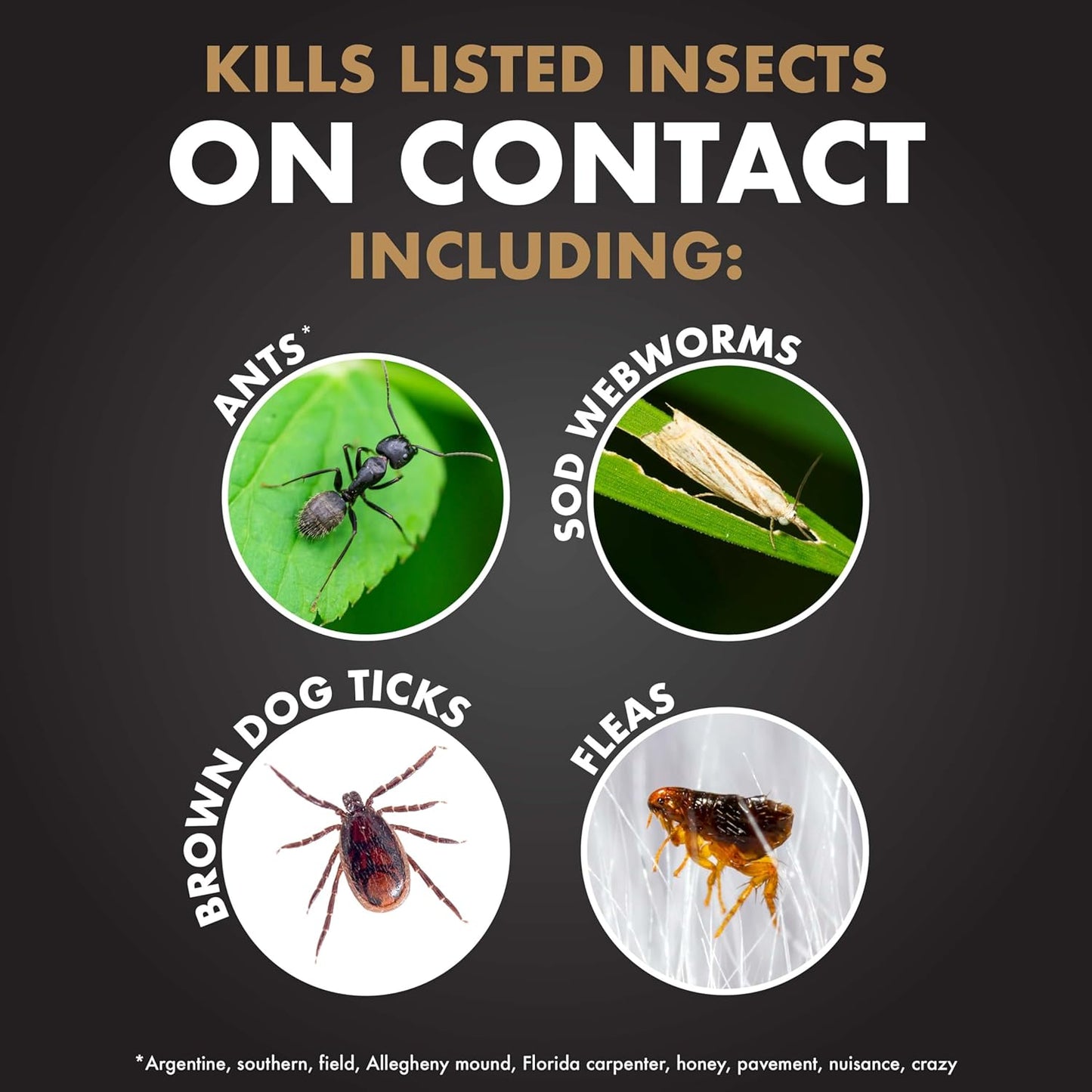Spectracide Immunox Fungus Plus Insect Control - Dual Action Hose-End Concentrate, 32 Oz, 6 Pack