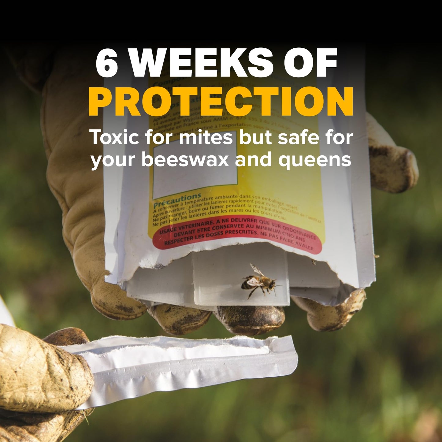 Mann Lake Apivar Strips, Mite Strips, Beetle Traps, Vacuumed Sealed, Beekeeping Essentials, Easy-to-Use, Safe & Effective, 12 Pack