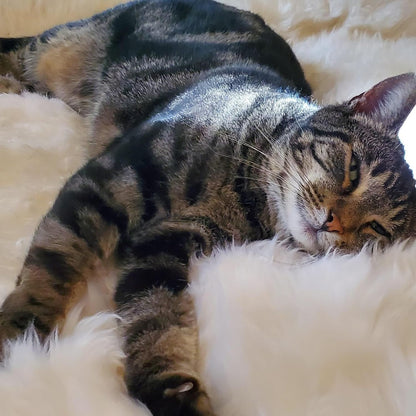 Woolous Sheepskin Rug, Genuine New Zealand Natural Lambskin Wool Real Sheep Skin Fur Throw Area Rug for Living Room, Bedroom, Sofa or Chair Covers (Single pelt 2x3 ft, Ivory White)