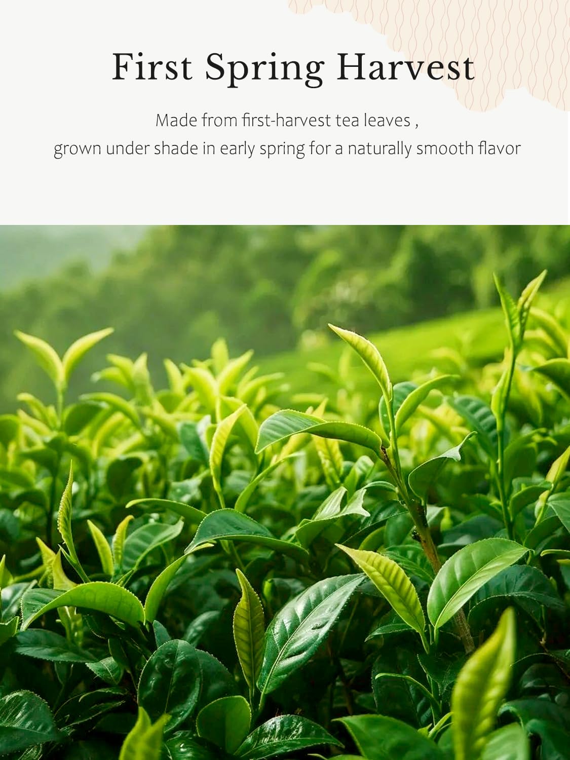 YUZUKI Matcha Powder - Ceremonial Grade Green Tea - First Harvest, Zero Sugar - 100g from Uji Kyoto
