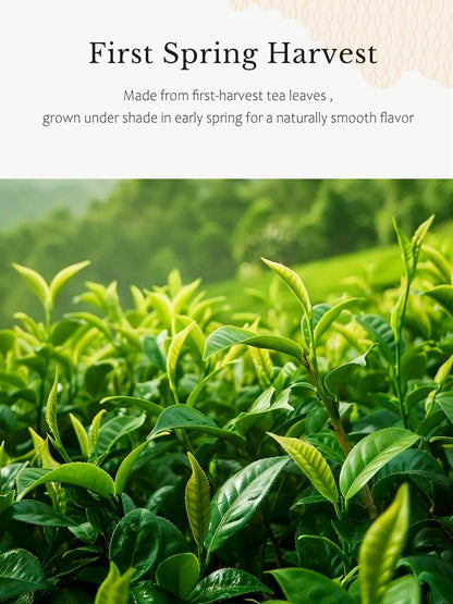 YUZUKI Matcha Powder - Ceremonial Grade Green Tea - First Harvest, Zero Sugar - 100g from Uji Kyoto