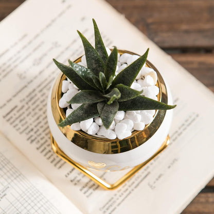 PeraBella 3-Piece Succulent Planter Set - Perfect Romantic Gift for Her | Ideal for Home Decor