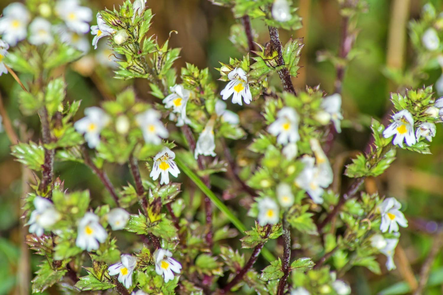 Eyebright Herb Tea (Herba Euphrasiae) - Health Embassy - 100% Natural (50g)