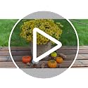 Artificial Fall Mums Flowers for Outdoors - Multicolor 12 Bundles