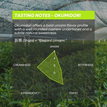 Chazoku Okumidori Matcha Green Tea Powder - Ceremonial Grade, First Harvest - 35g Tin from Yame, Japan