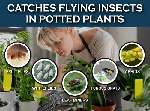MAXGUARD Yellow Sticky Insect Traps (30 Pack) - Effectively Catch and Kill Gnats, Mosquitos & More
