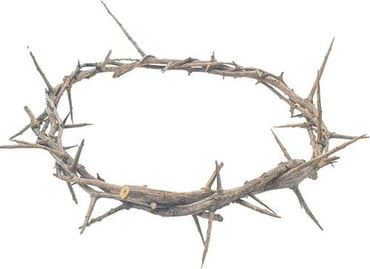 Jerusalem Authentic Biblical Crown of Thorns - Lifesize with Box & Zuluf Certificate | Religious Easter Décor & Christmas Wall Art