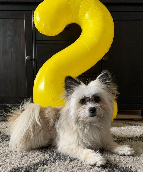 2 Numbers Balloon | 40 Inch Yellow Birthday Decor for 2nd, 12th, 21st Parties & Celebrations
