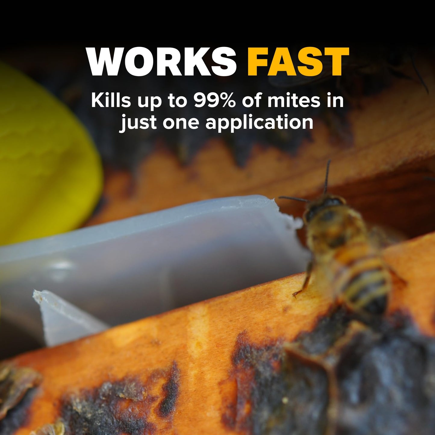 Mann Lake Apivar Strips, Mite Strips, Beetle Traps, Vacuumed Sealed, Beekeeping Essentials, Easy-to-Use, Safe & Effective, 12 Pack