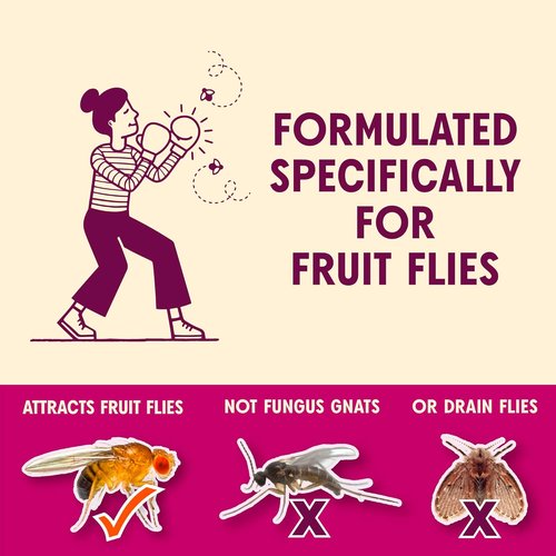 Aunt Fannie's FlyPunch Fruit Fly Trap - Plant-Based, Safe for Food, Lasts 30 Days | 1 Bottle