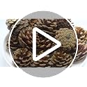 Natural Pine Cones Bulk Set - Rustic 2.3 Inch Decorations for Holiday & Fall