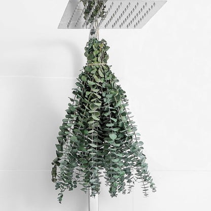 Eucalyptus | 10 Pcs Dried Eucalyptus Stems - 17" Real Fresh Leaves for Home & Wedding Decor