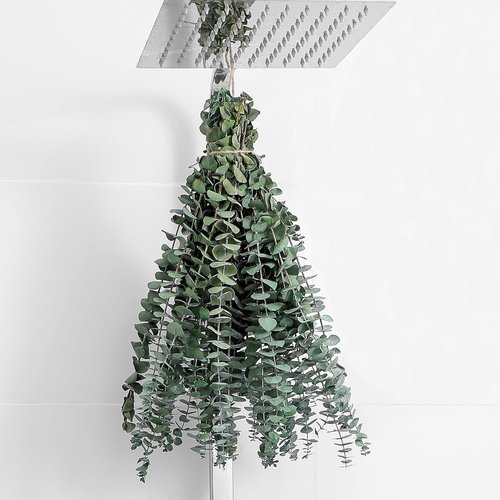 Eucalyptus | 10 Pcs Dried Eucalyptus Stems - 17" Real Fresh Leaves for Home & Wedding Decor