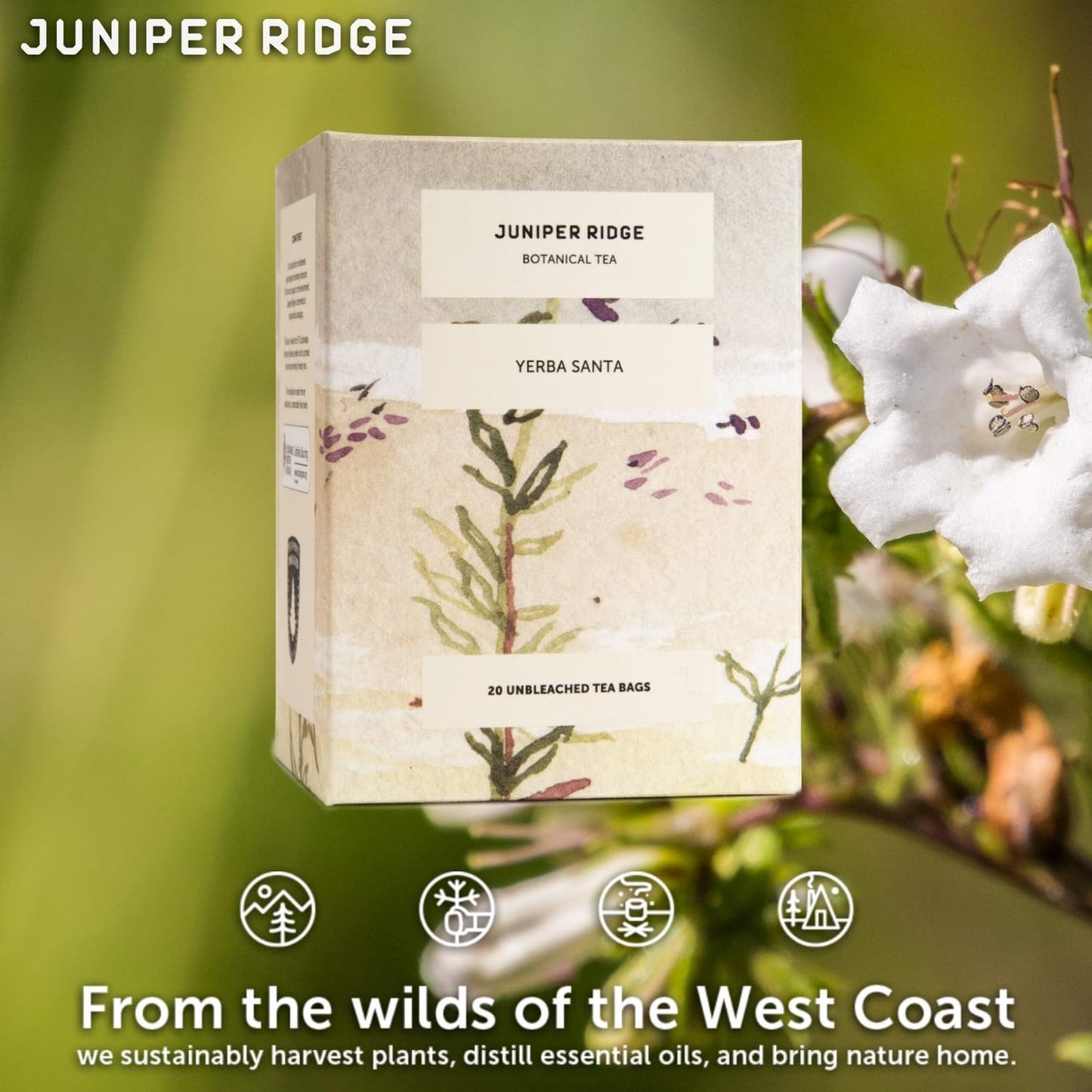 Juniper Ridge Yerba Santa Botanical Tea - Smooth & Sweet, Rich Earth, & Toasty Aroma Notes - Vegan, Caffeine Free & Gluten Free - 20 Unbleached Teabags