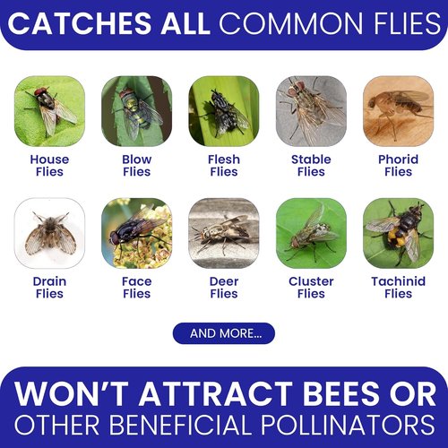 2 Fly Traps | Outdoor Patio Fly Trap with 4 Non-Toxic Bait Refills - Reusable Bug Catcher for Yard