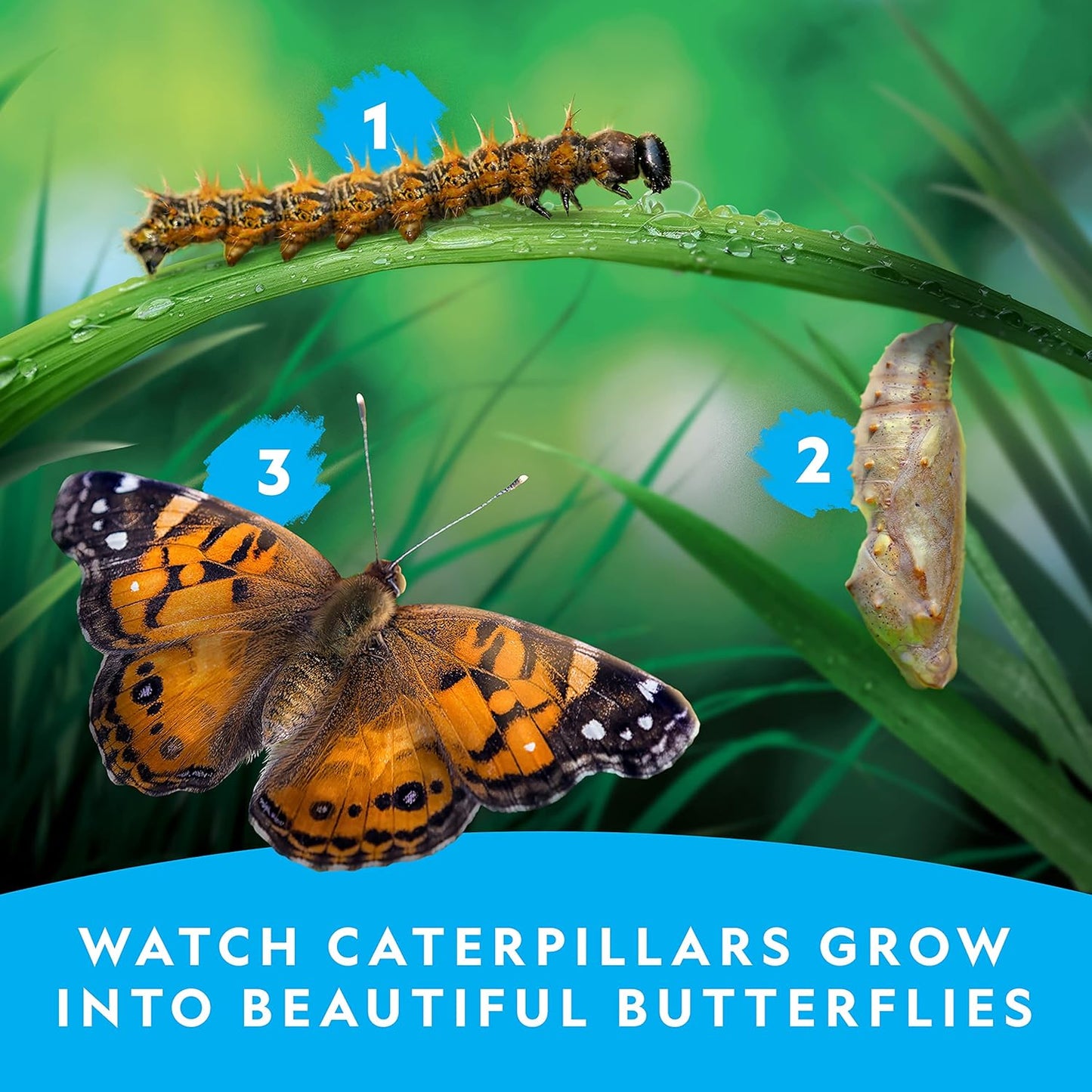 National Geographic Butterfly Growing Kit - Complete Habitat with 5 Caterpillars Voucher | Perfect Easter Gift for Kids