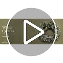 Christmas Wreath for Front Door with Lights - Cypress, 22 Inches