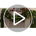 6FT Christmas Garland with Separate String Lights Faux Norfolk Pine