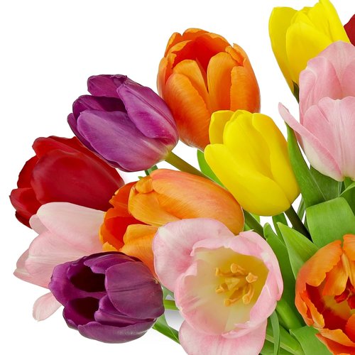 Benchmark Bouquets - Rainbow Tulips - Fresh Flowers Delivery for Mother's Day | 20 Stems with Glass Vase