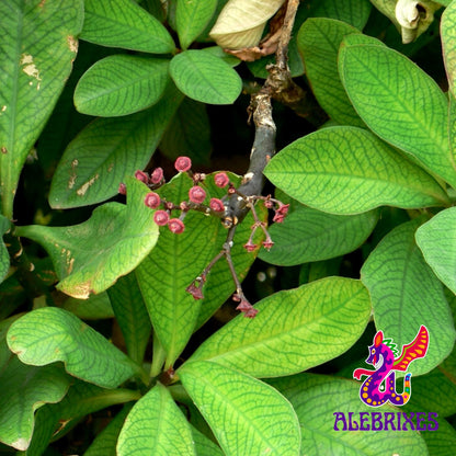 Alebrixes | Moronel Herbal Tea (4oz)| Premium Quality Moronel Herbal Tea | Te Planta de la Vida - Synadenium Grantii | Wildcrafted.