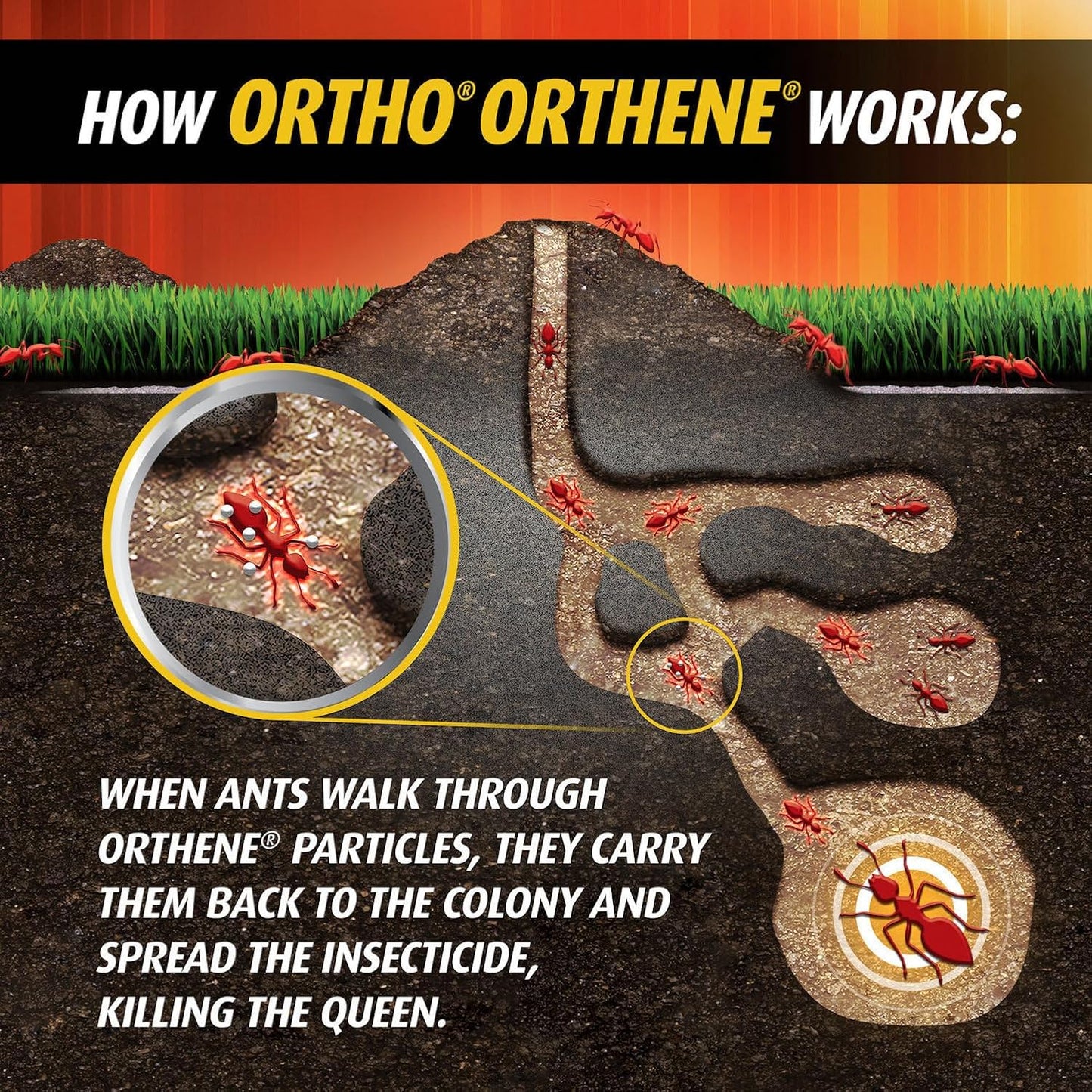 Ortho Orthene Fire Ant Killer - Effective Mound Treatment, Kills Queens, No Watering Needed | 12 oz. (2-Pack)