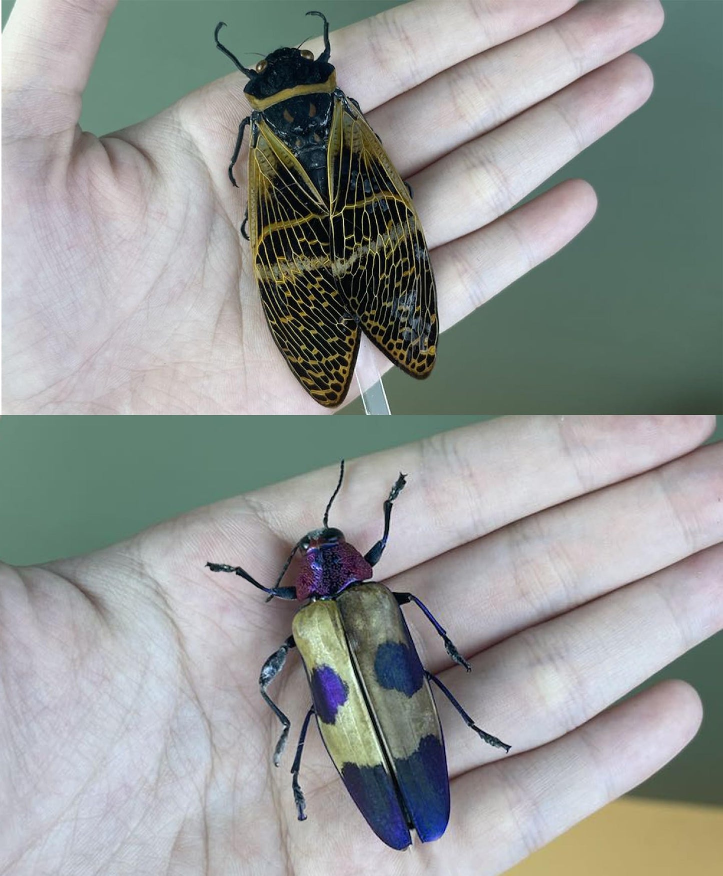 2 Real Cicada Jewel Beetle Preserved Specimen Collection Oddity Dried Insect Dead Bug Taxidermy Biology Education Science Decor Home Decoration Artwork Tabletop Display DOME5.10-50.82